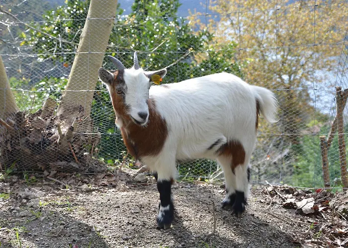 아파트 Canicada 비에이라도미노